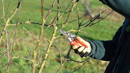 Prune bush