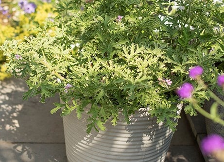 Buy garden pots and containers | RHS Plants