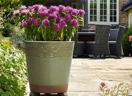 Buy garden pots and containers | RHS Plants