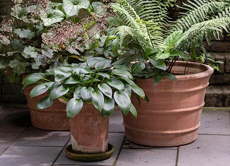 Buy garden pots and containers | RHS Plants