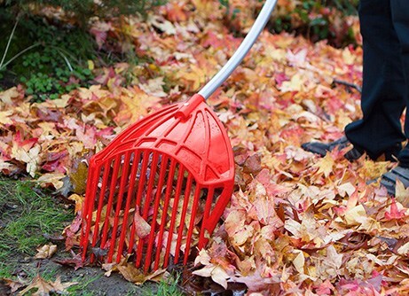 Buy garden tools, pots & many other garden products | RHS Plants