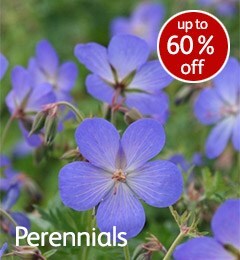 RHS January Sale