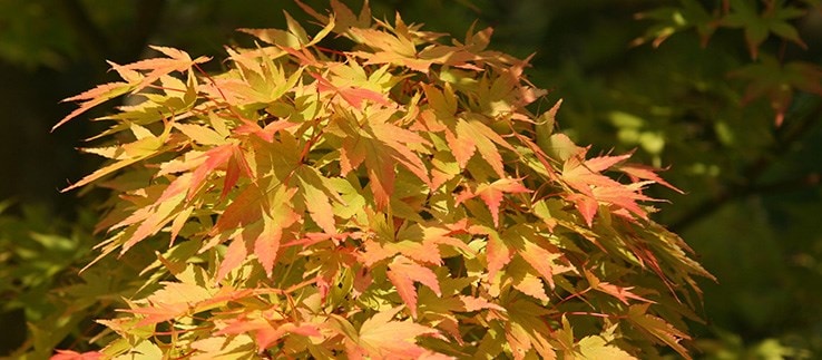 Autumn colour