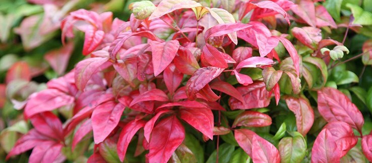 Plants for Autumn containers