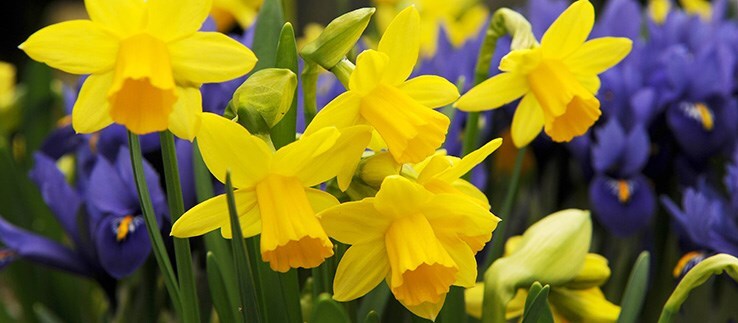 Bulb planting season