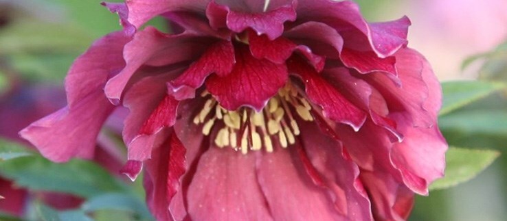 Hellebores