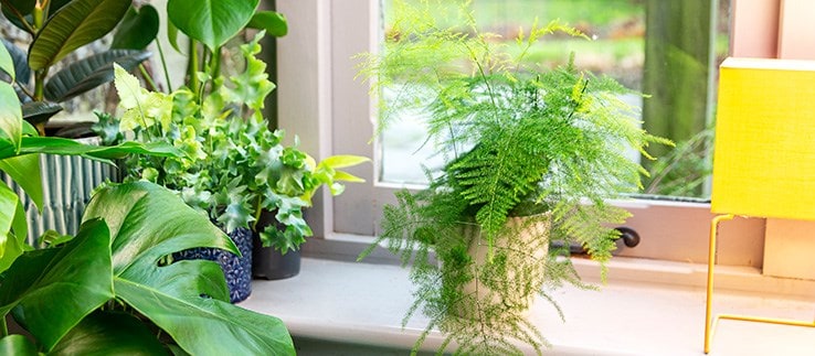 Indoor plants