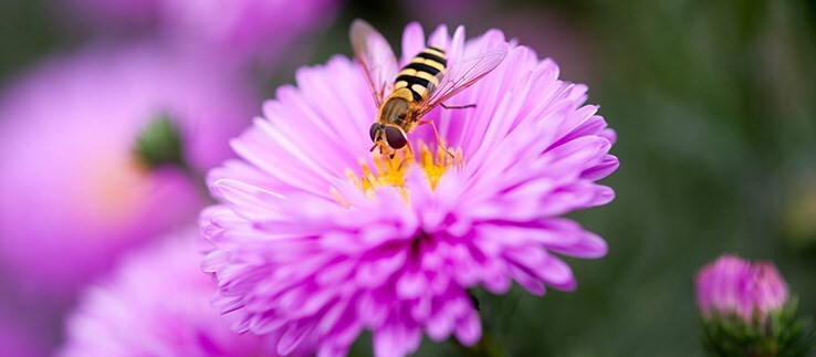 Planting for pollinators