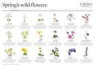 Spring s Wild Flowers