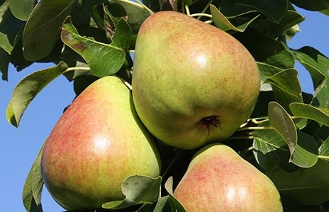 Apples and pears