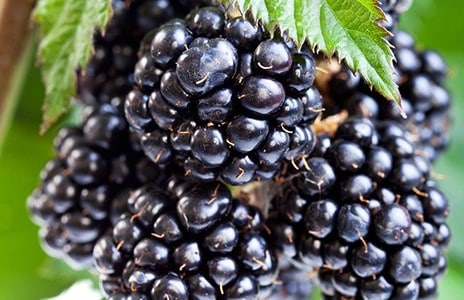 Blackberries and hybrids