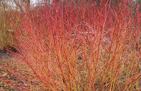 Brightly coloured stems