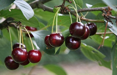 Plums and cherries