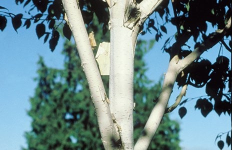 Choosing beautiful bark