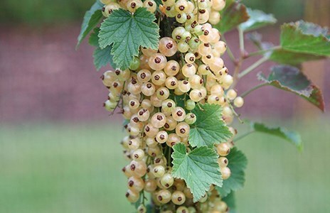 Currants