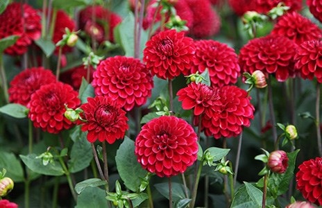 Dazzling displays of Dahlias