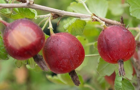 Gooseberries