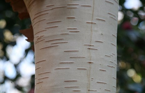 How to increase the impact of beautiful bark