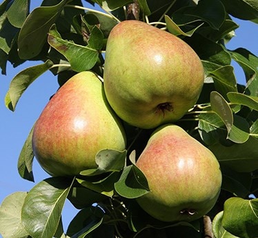 Orchard fruit