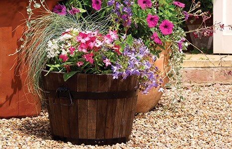 Planting & growing