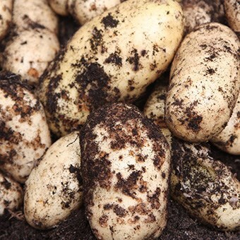 Potatoes