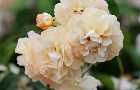 Shrub roses