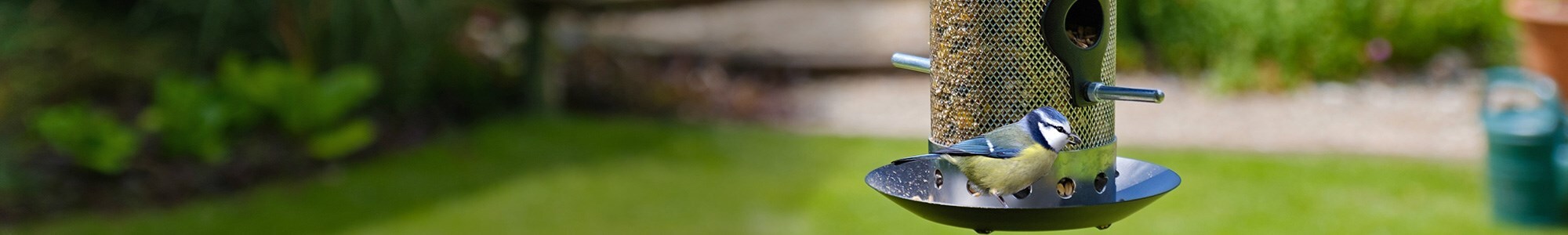 February how to: Feed the birds