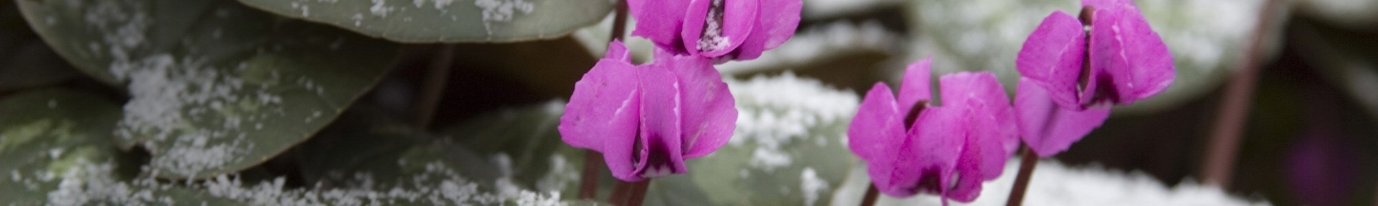 January how to: Grow acid-loving plants