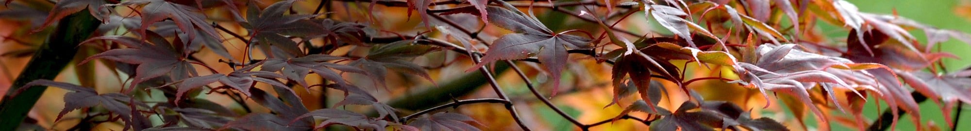 November how to: planting trees and shrubs
