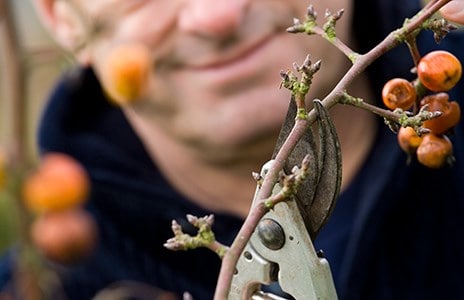 Where to prune your roses