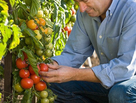 Pot to plate; grow your own vegetables