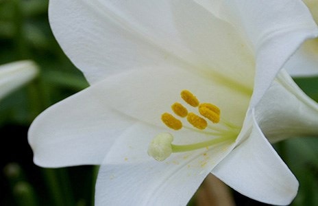 Plant lilies & care for climbers