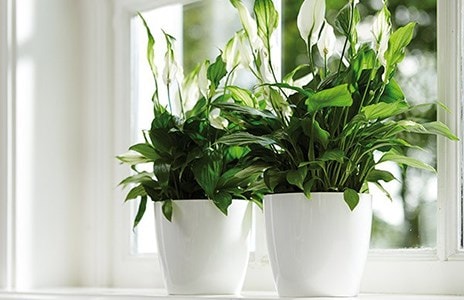 Pot & plant combinations