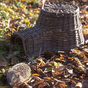 Give hedgehogs a hand