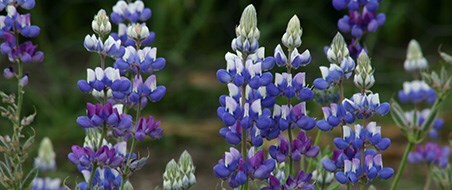 Waitrose Garden Magazine | Spring 2016 inspiration