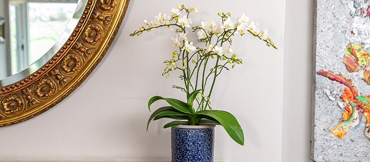 Indoor plant gifts