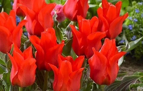 Potted bulbs for spring colour