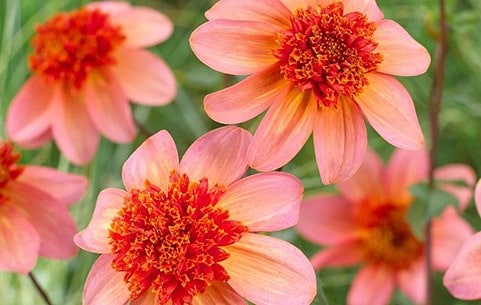 Summer-flowering bulbs