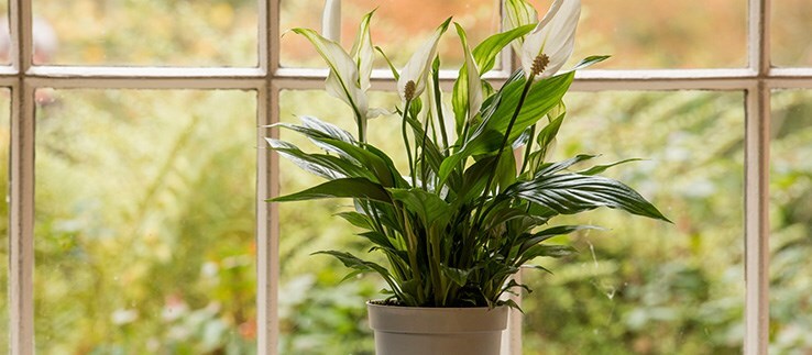 Indoor Plants