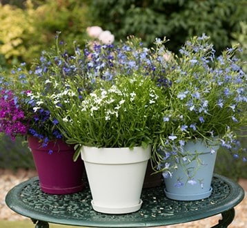 Pots