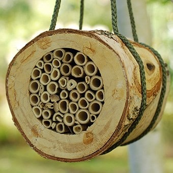 Pollinating bee log