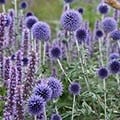 agastache and echinops plant combination