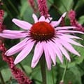 persicaria and echinacea plant combination