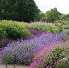 Wisley border collection