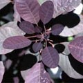 picture of Cotinus coggygria 'Royal Purple'