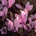picture of Cyclamen hederifolium