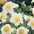 picture of Helleborus niger