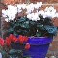 picture of Cyclamen coum