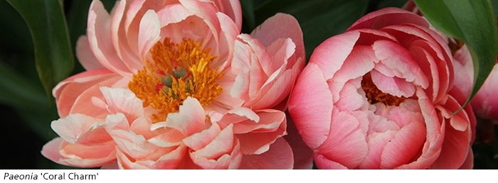 Peonies - RHS Plants