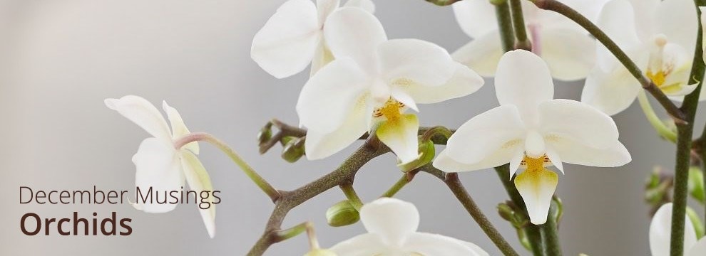 December Musings - Orchids
